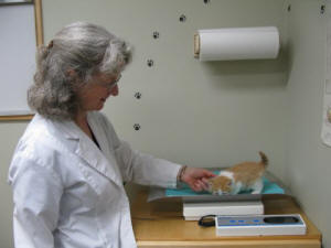 Dr. Page weighing a tiny kitten